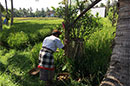 Blessing Rice Field